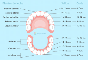 Cronograma dientes de leche o dientes de bebé